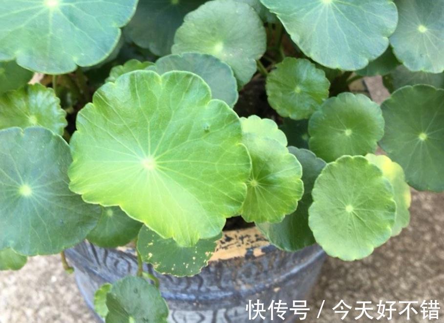 这5种植物寓意好,好看又好养,适合中国家庭入手