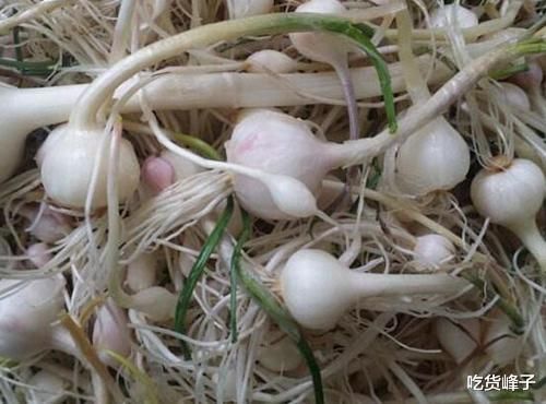 春天到了，因此春天遇到這4菜別錯過，等長大了叫白蒿，營養(yǎng)高味道鮮美