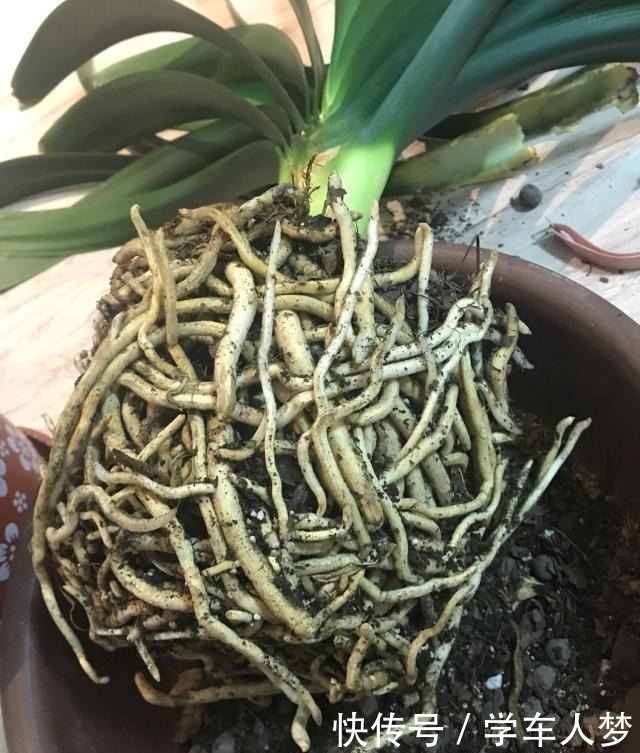 想要君子兰长得好长得快，这4点一定要做足“功课”，不然长不好！