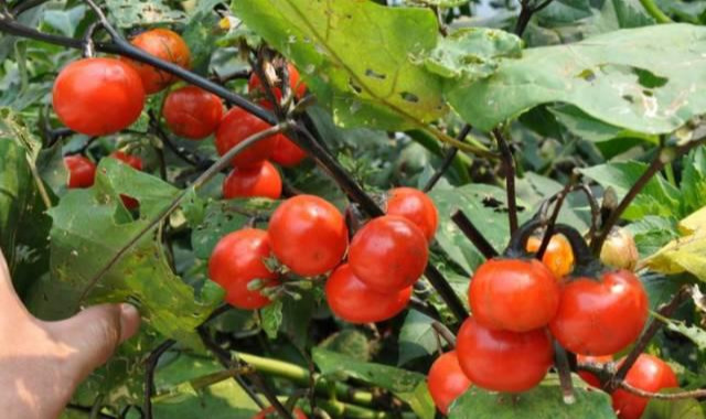 阳台种盆菜,比花还好看,结果还能吃,别提多美了