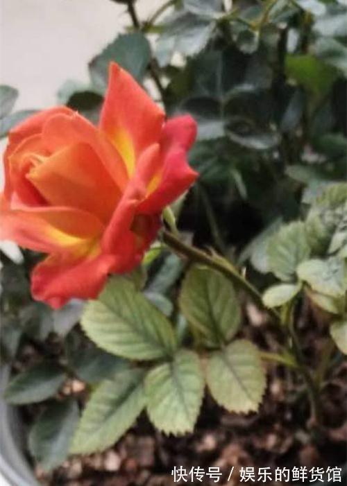 月季灰霉病,肥害,缺素症,缺铁性黄叶怎么救