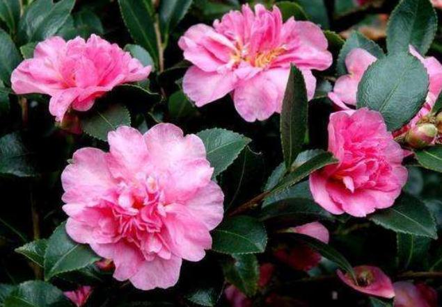 养茶花,尤其是夏天,“一点”要记住,不然叶片黄又蔫,花朵掉