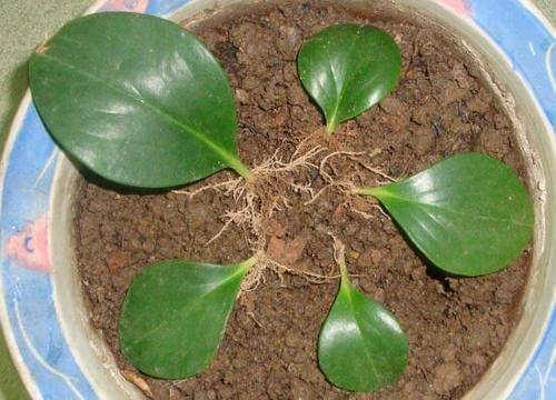 家里有着6种花赚了!自己在家扦插,不花钱轻松变出好几盆