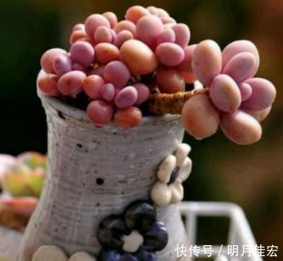 养多肉,天热是“一道坎”这3种好养护,度夏0压力