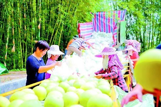 大桥：柚园里的3A风景区