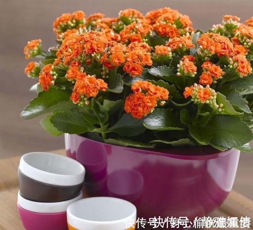 多肉|爱多肉的花友几乎都养过的8个品种,长寿花老少皆宜,桃蛋最迷人