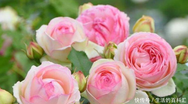 阳台养此几款花,新手也能养爆盆,沾点水就疯长