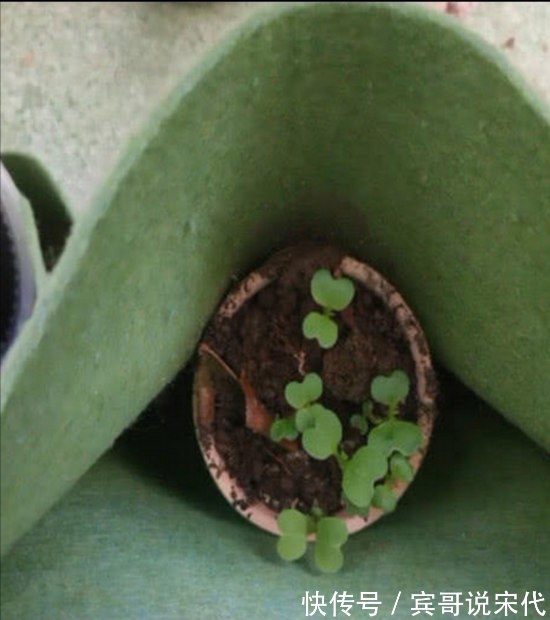 孩子们|幼儿园老师让带盆栽,最后一个小朋友你带的这是啥?