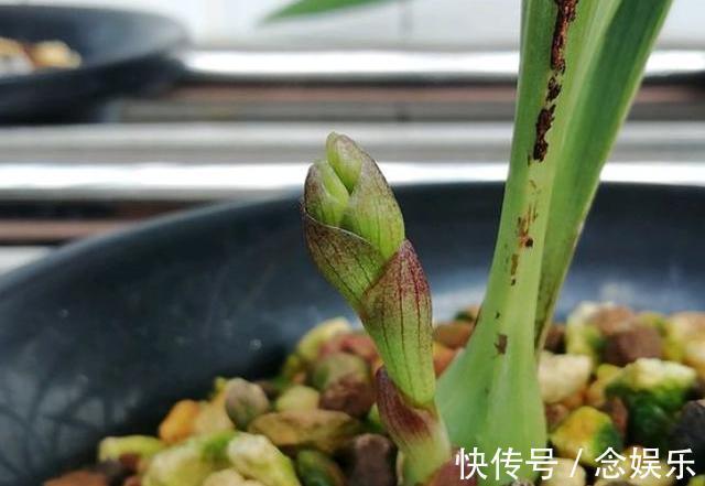 花生壳|兰花就是不见长有一个“好办法”,快速生长,冒新芽