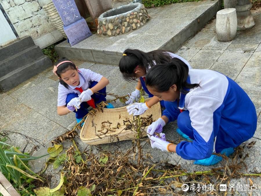 仲宫|摘花生、掰玉米，济南仲宫二仙小学劳动教育“收获金秋”