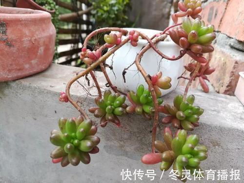 徒长|号称“徒神”的4种多肉,夏天稍不留神就成高个子,新手慎养