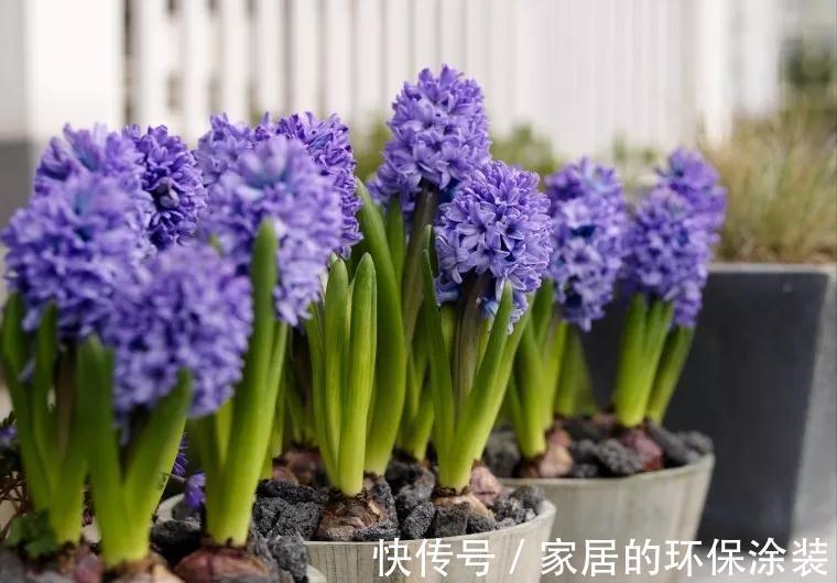 一年生|这14种花是一次性的,开完花就直接扔了吧,别浪费感情了