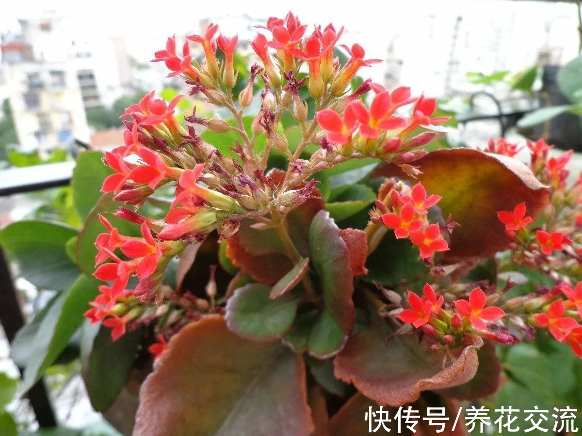 盆栽|好养且容易开花的多肉长寿花，阳光不足可真养不好它