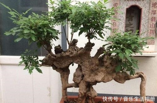 以前的树桩都当柴烧,现在爱花之人当场盆景,一盆比一盆价值高!