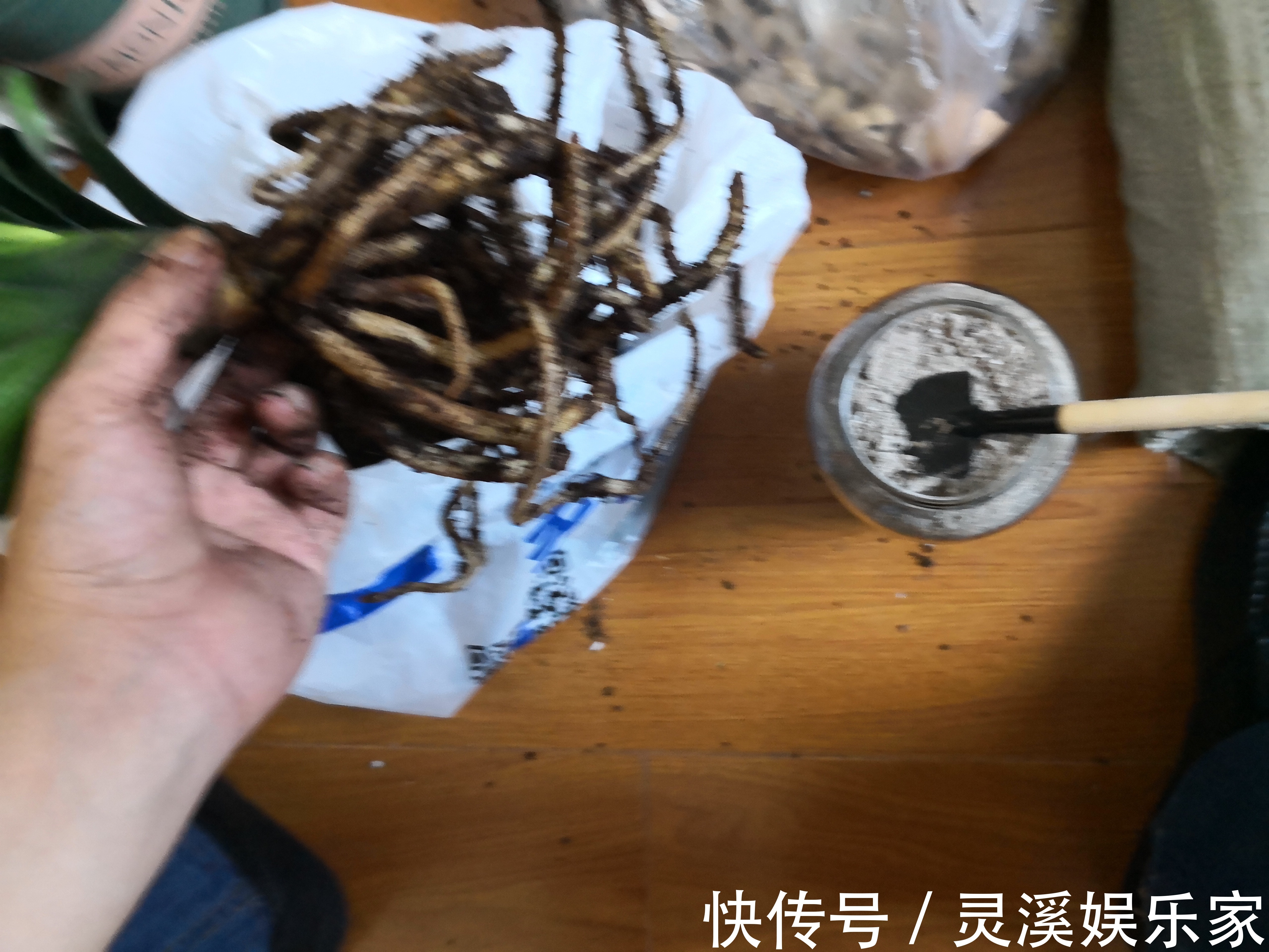 烂根|君子兰在夏季高温的情况下换盆必死无疑花艺师分享了4点妙招