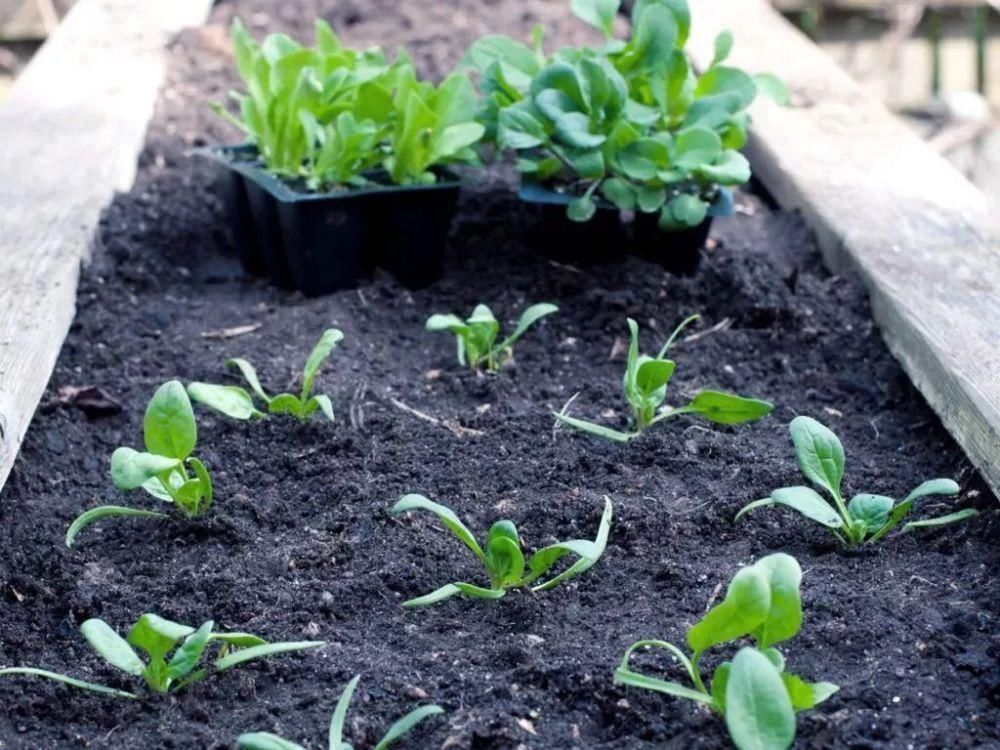 黄叶|总烂根黄叶,盆里撒一把它,不管多难养,很快能冒芽冒花!