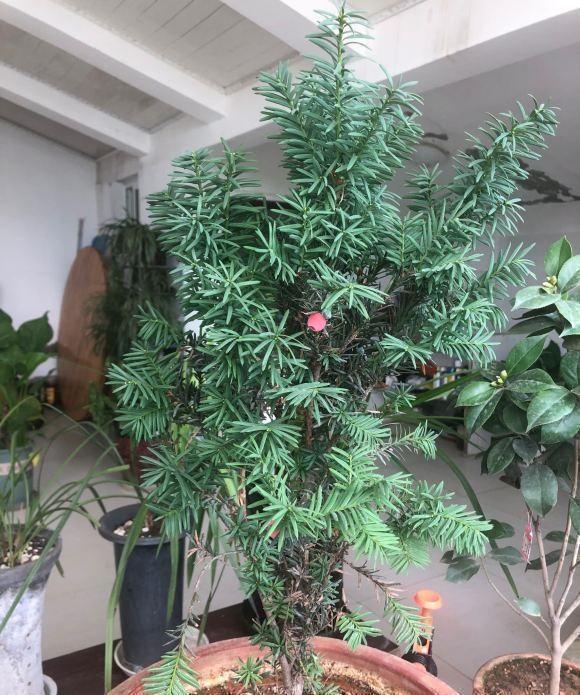 养了6年的红豆杉,结了红果子,家里养上一棵,留作观赏用