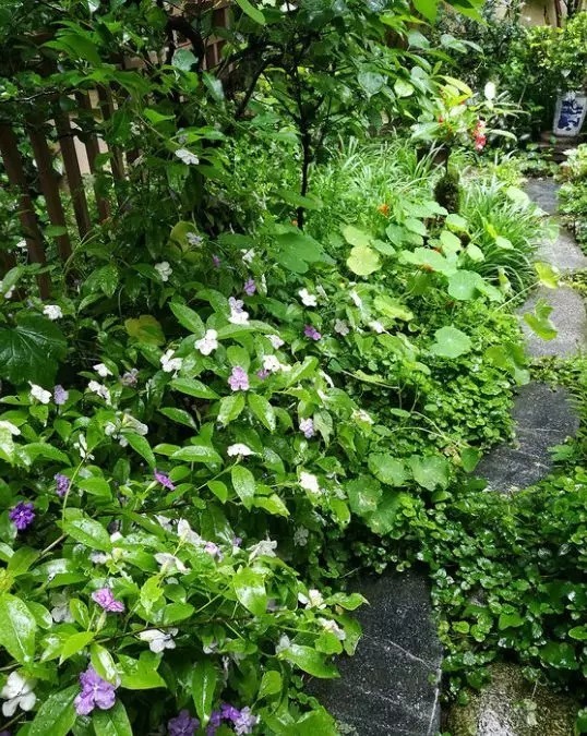 等我们老了,找个院子,清晨养花,傍晚喝茶。