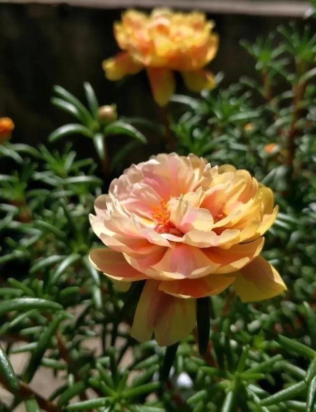 这五种花,就得富养,大肥大水大太阳,长得那叫一个旺