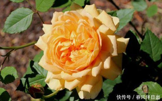 农历|农历5月9日开始,养花养个耐看的,漂亮还好养,最适合养殖