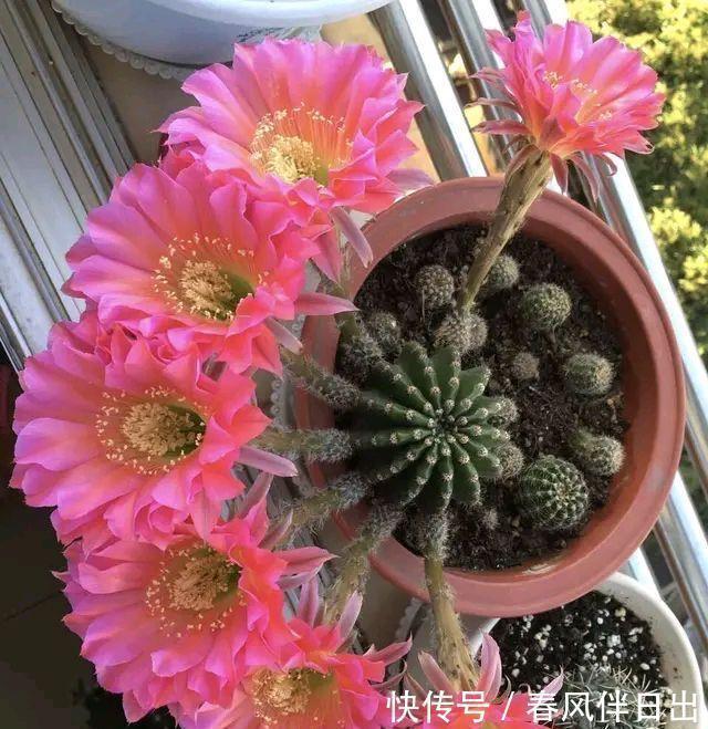 这四种花是“旱鸭子”,叶片干焦也别急着浇水,旱养才能顺利开花