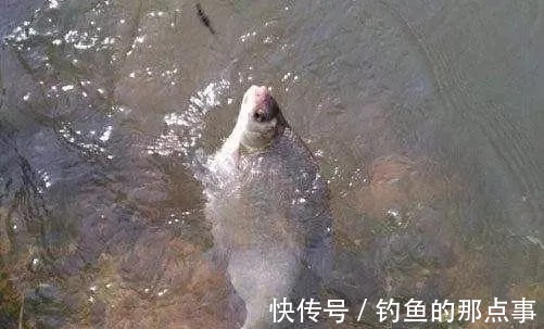 春季还嫌鳊鱼不好钓?老钓友透露两种“钓法”,大鳊鱼排队上钩