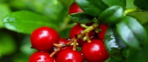 蔓越莓|超市很常见的3种食物，值得天天吃一些，补充营养，滋补身体