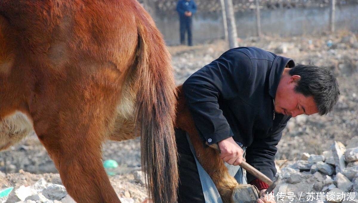 为什么要给马匹钉马掌？铁钉固定在马蹄上，它走路的时候不疼吗？