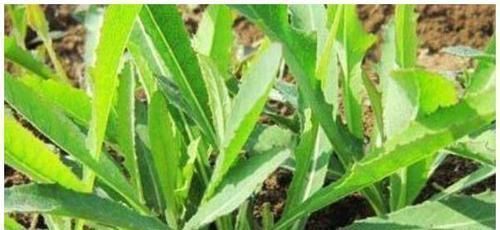 芥末|乡下一野菜,是吸烟者的福音,有很好的解毒效果,能卖50元一斤