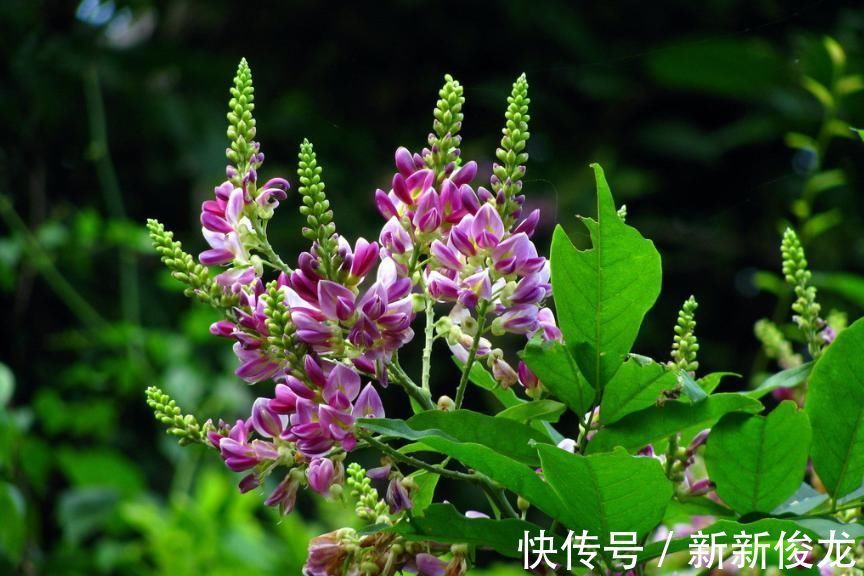 实邪|张仲景一个神奇的配方，5味药，疏通气血，搞定从头到脚的麻木