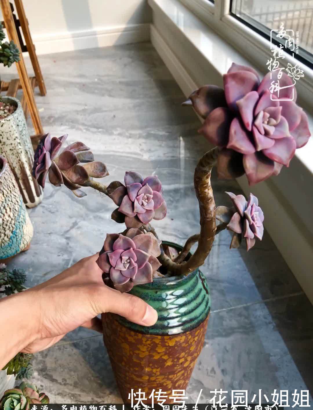 不羡鸳鸯不羡仙,只羡东北来春天!多肉冬去春来!