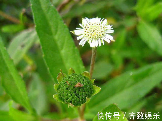 肝功能|3斤黄芪不如1两它,每天坚持泡水喝,肝脏“锦上添花”