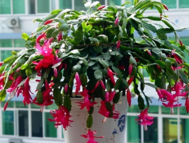 花草|养蟹爪兰,掌握4个小技巧,过年时绿叶间挂满“红花”