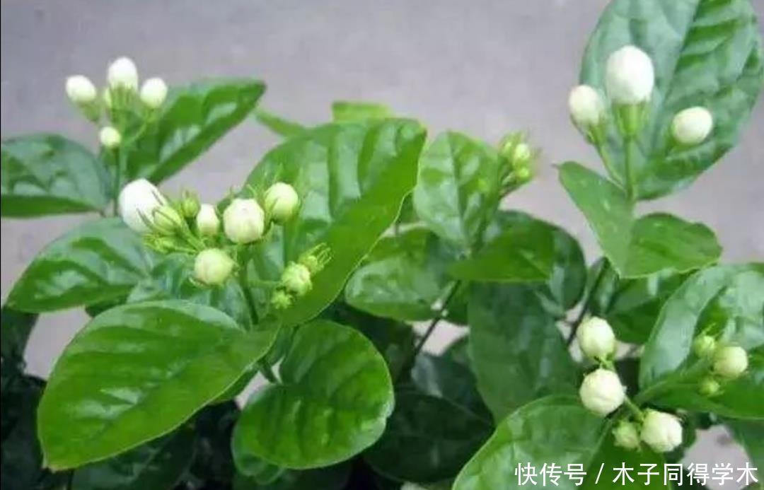 茉莉|茉莉花简单处理一下,开花一茬接一茬,整个夏天都有花看