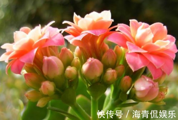 植株|养长寿花时,避开2大“雷区”,植株越长越旺,花多叶茂轻松爆盆