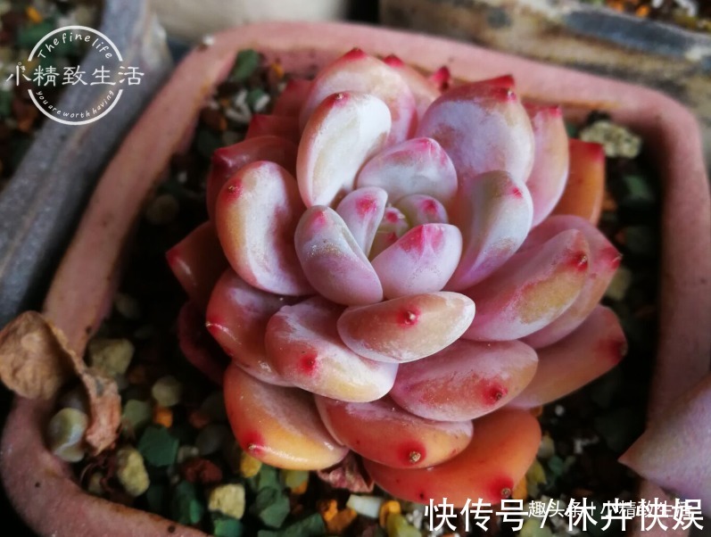 别以为立秋了,多肉就安全了,还有“秋老虎”,不要掉以轻心哦