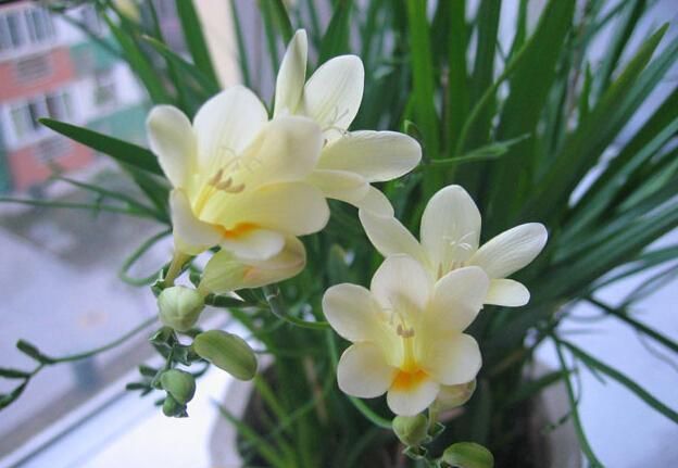 养花试试这几款,花型独特可爱像从画中走出来一样