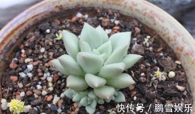 浇水|多肉疯狂爆侧芽这样浇水让它胖成“球”!新手涨姿势了