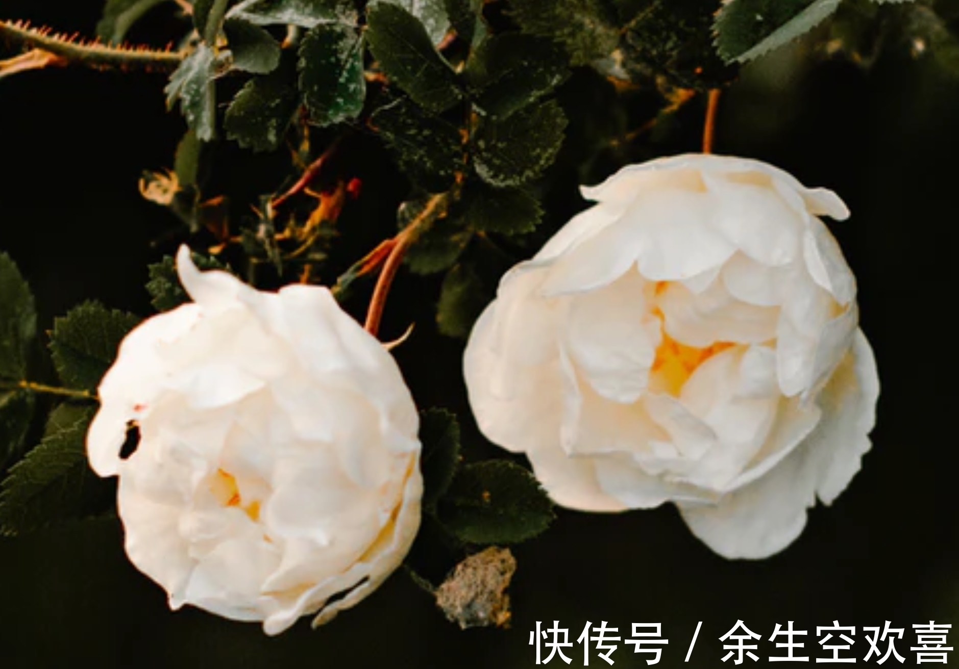 巨蟹座|8月底，桃花盛开，前缘再续，3星座默默付出，痴痴守候，重燃爱火