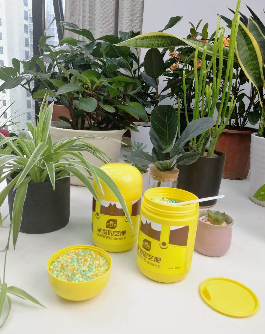 发财树,多施肥,多通风,俩月戳屋顶