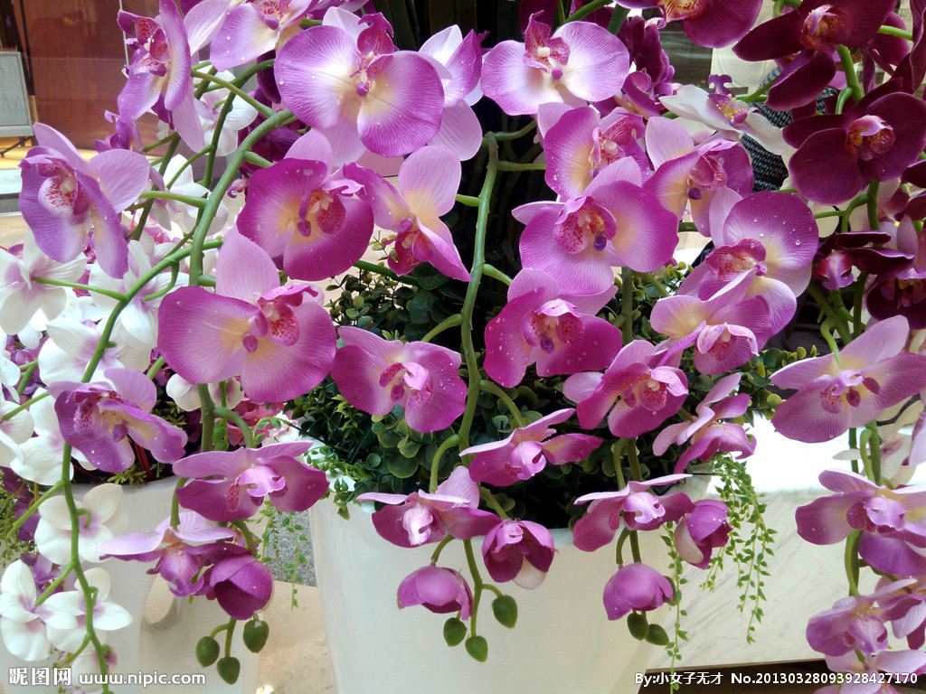 花了100块不到,庭院就大变样,花香四溢,一不小心变成花海