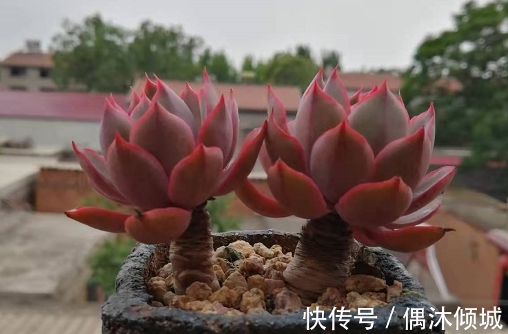 唐印|11月份买什么多肉好?当然要买这7款容易上色的多肉,服盆就变美