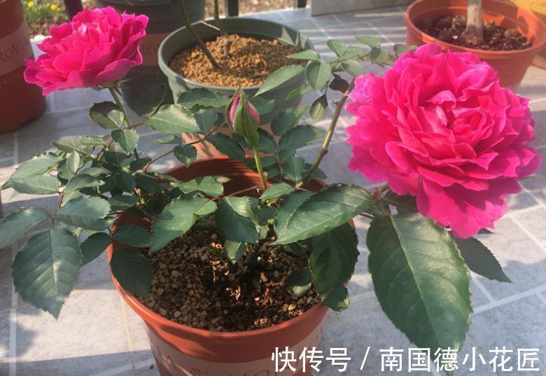 水溶性肥料|该怎么给月季施肥,需注意哪些地方?落实这4点事半功倍