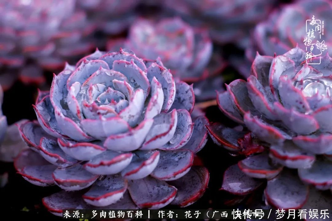 为了爱情|为了爱情来到陌生城市,偶遇多肉,地老天荒的爱恋!