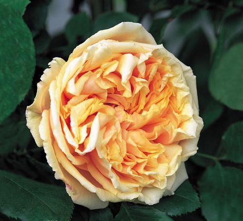  南北|最受欢迎的3种花，花大色艳，花期跨三季，种植容易，南北都能养