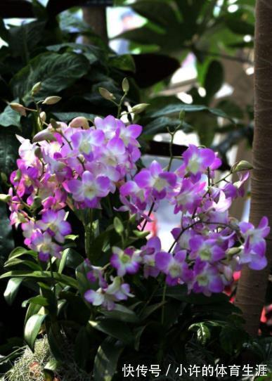 专为北阳台而生的6种花,耐阴又好养,随便养几盆打造成小花园