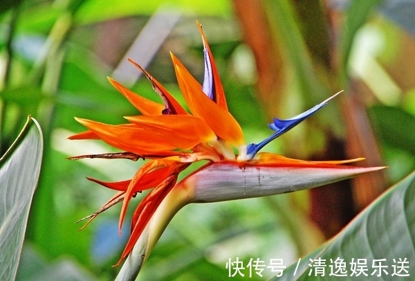 领导人|此花是世界名花,是自由和幸福的花,每颗植株都能开十几朵花