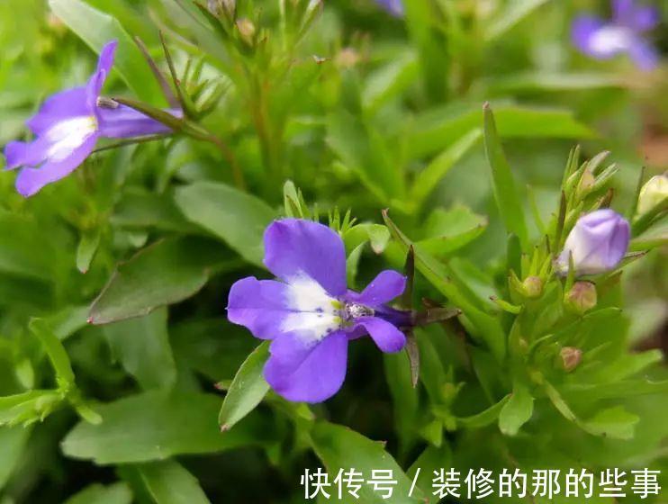 花卉|养花试试这几款,花形优美,尤其在爆盆之时,景色更是令人惊艳