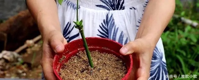 自制生根剂并不难,巧妙采用四种“生根液”,很快长出大白根