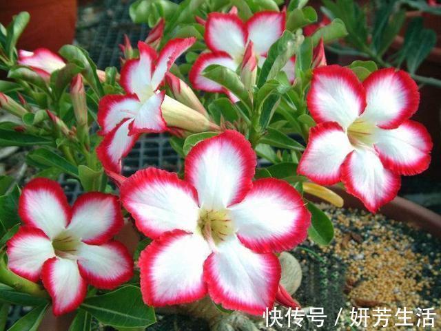 浇水|越不浇水越能养爆盆,懒人或者新手养花就选此6种